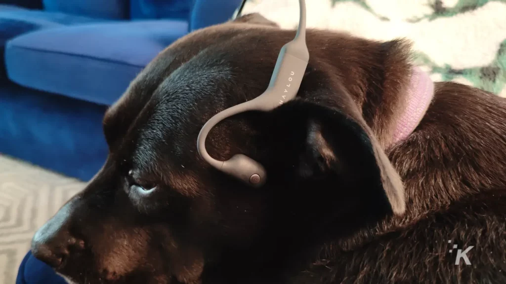 cachorro usando fones de ouvido