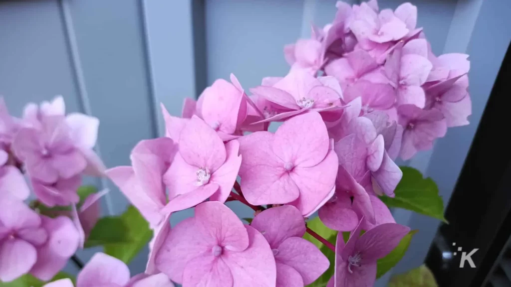 foto de flores tirada no smartphone