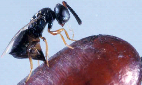 Eles são uma solução de longo prazo