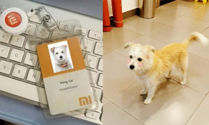 Happy Birthday to Mi: Ten Years, Ten Things You Might Not Know about Xiaomi - wang cai xiaomi dog