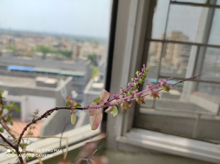 redmi note 9 pro max camera sample - flower