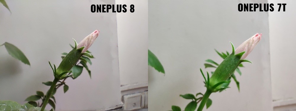 So are the OnePlus 8 cameras better than the 7T? - op8 vs op 7t macro