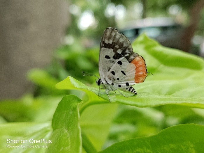 OnePlus Nord CE 5G Review: A Little More Than We Expected Indeed - IMG 20210613 163614