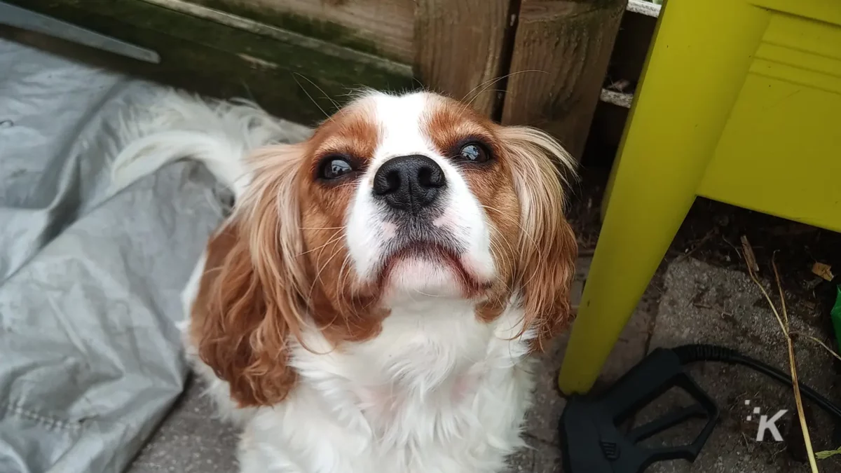 linda foto de cachorro tomada en un teléfono inteligente