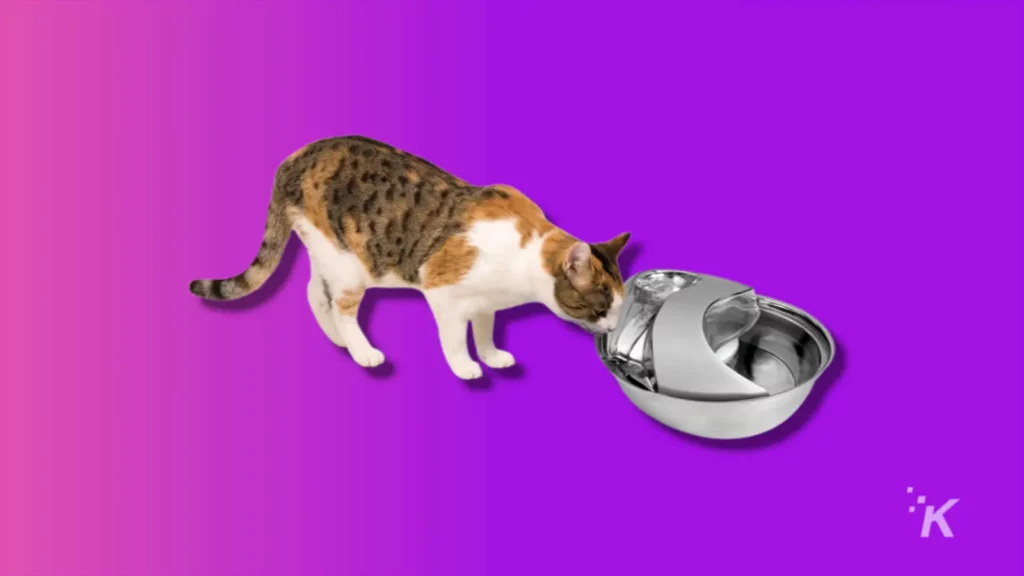 gatto che beve dalla fontana dell'animale domestico della goccia di pioggia dell'animale domestico pioniere