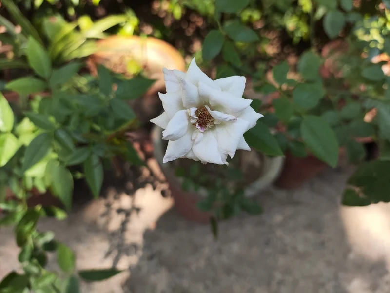 poco f5 camera sample 2