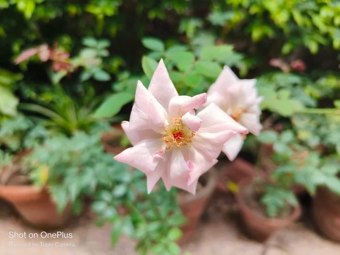 oneplus nord 3 camera sample 1