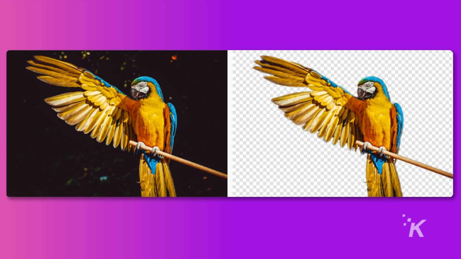 Un papagal viu colorat este cocoțat pe o ramură, cu ciocul deschis și o pană în gură.