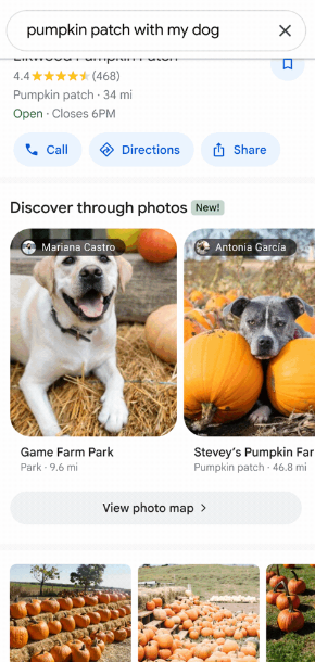 Google Maps Images Champ de citrouilles avec des chiens