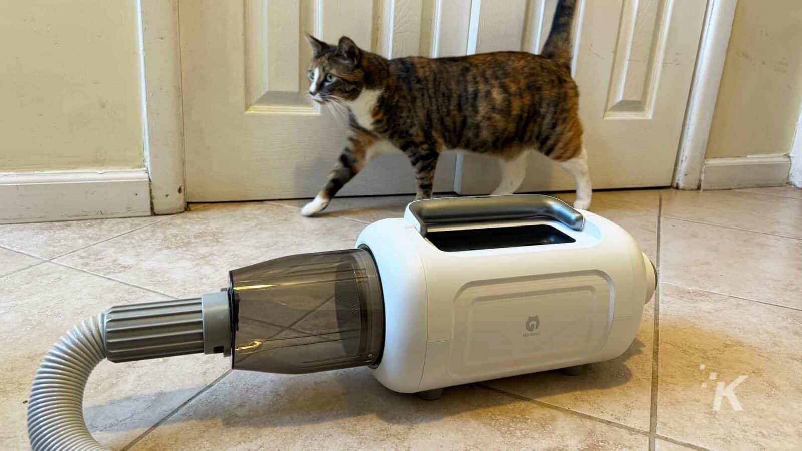 Un gatto soriano passa con cautela davanti a un kit per la cura degli squali bianchi portatile su un pavimento piastrellato, vicino a una porta chiusa con un rivestimento bianco.