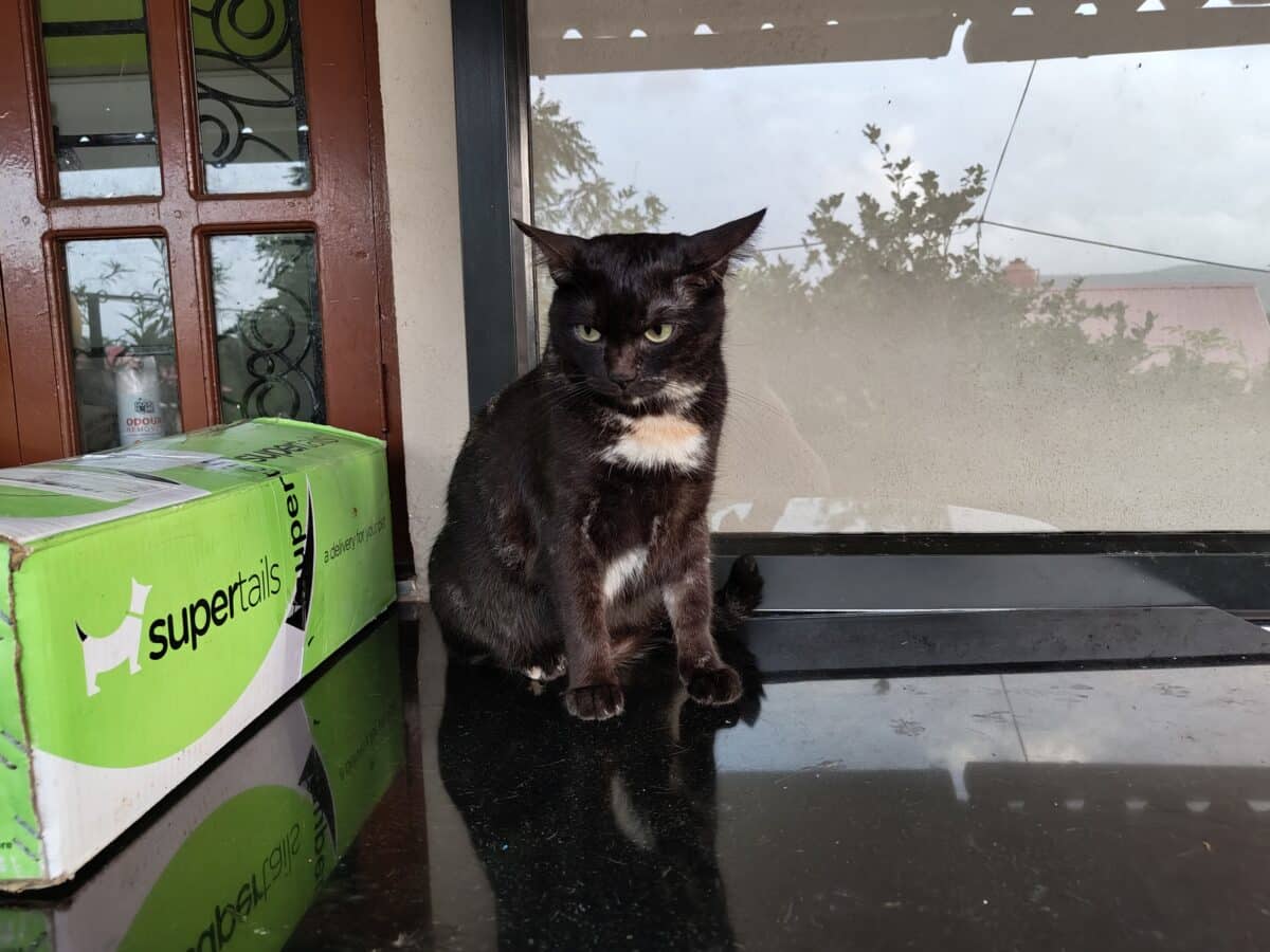 Um gato preto e marrom está sentado ao lado de uma caixa rotulada como “supercaudas”, perto de uma porta de vidro que reflete árvores, com um piso de azulejos brilhantes embaixo.