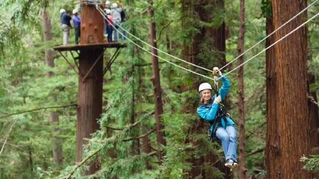 Zip-lining attraverso le foreste di sequoie