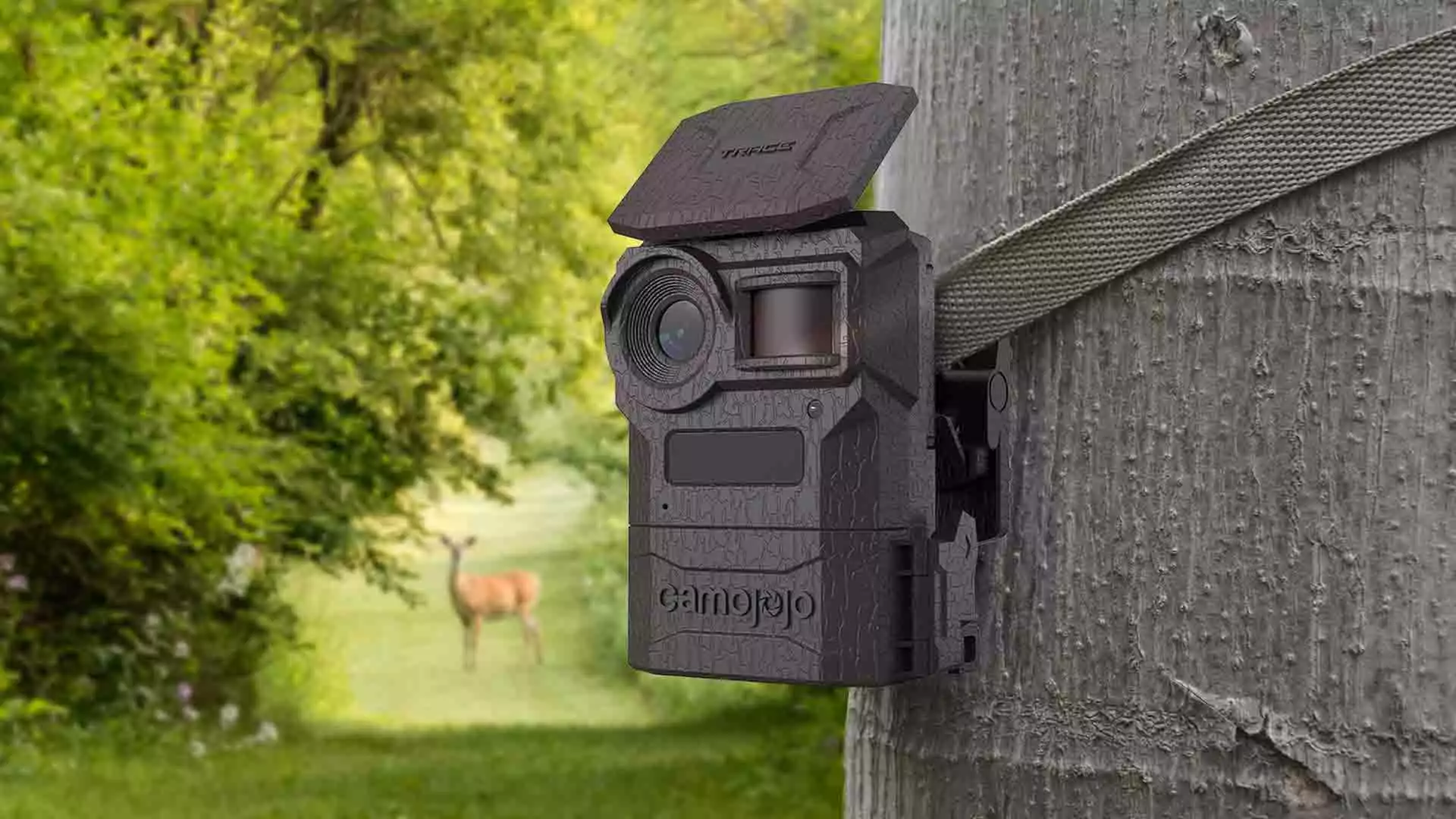 Camojojo live stream trail camera