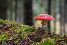 Explorer le phénomène des barres de chocolat aux champignons