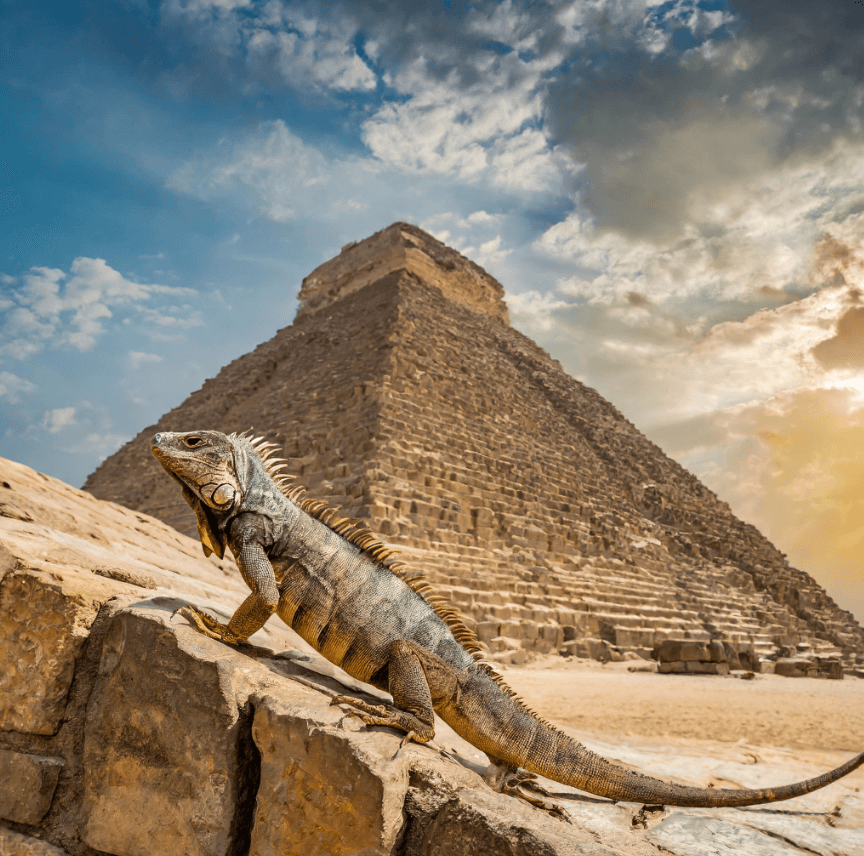 Pyramide d'iguane luciole Adobe