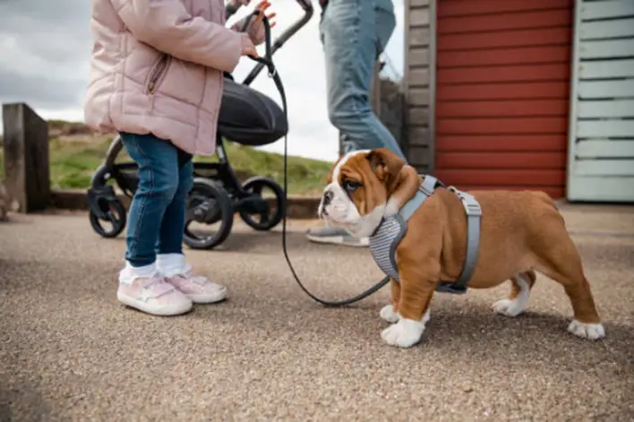 Ketahui Keuntungan Menggunakan Harness Bulldog Inggris