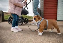 Kennen Sie die Vorteile der Verwendung von Geschirren für englische Bulldoggen