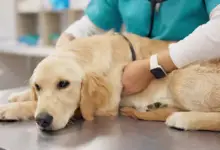 ペットビジネス保険で犬の散歩ビジネスを守りましょう