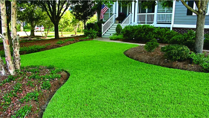 Herbe de Zoysia