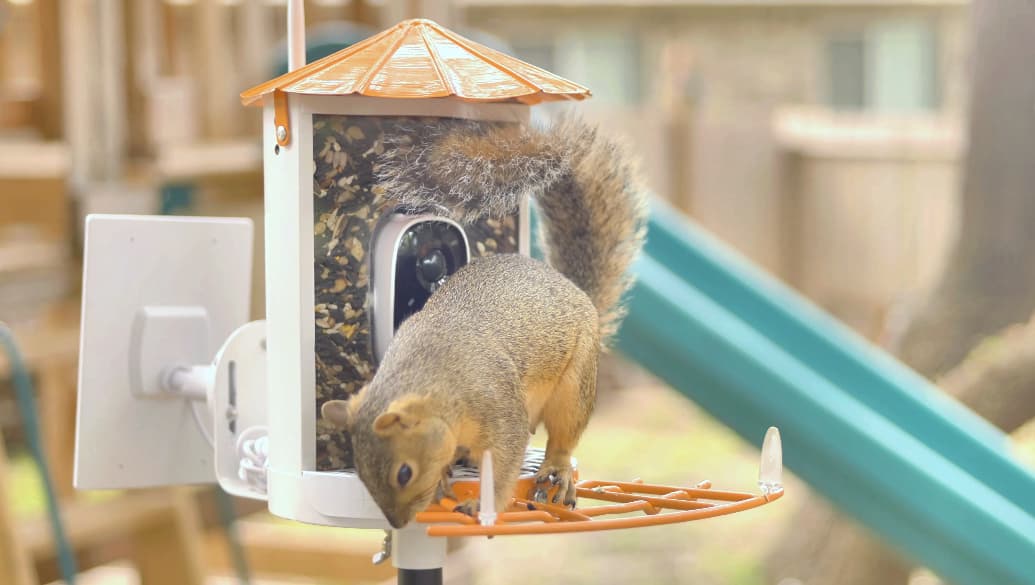 カメラを持って鳥の餌台で食べるリス