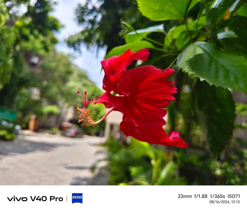 vivo v40 pro review: the budget flagship camera beast! - img 20240816 121335