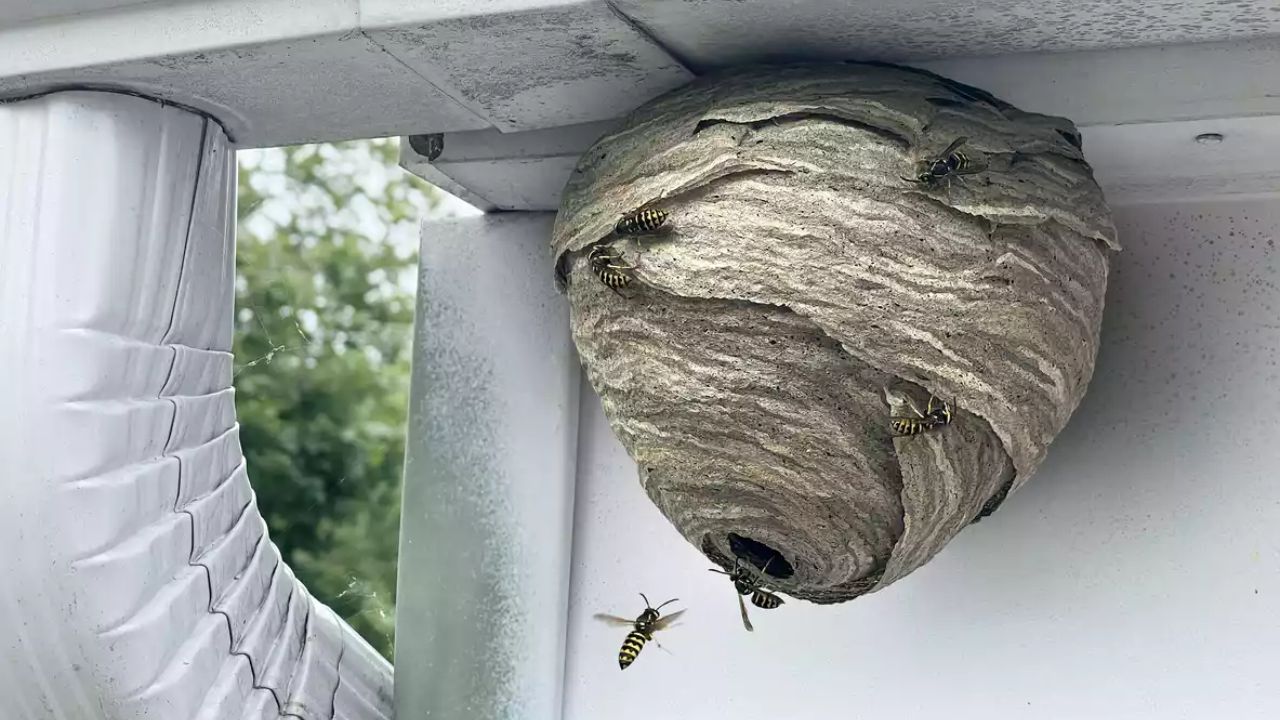 家族のための安全なスズメバチの巣駆除のための究極ガイド