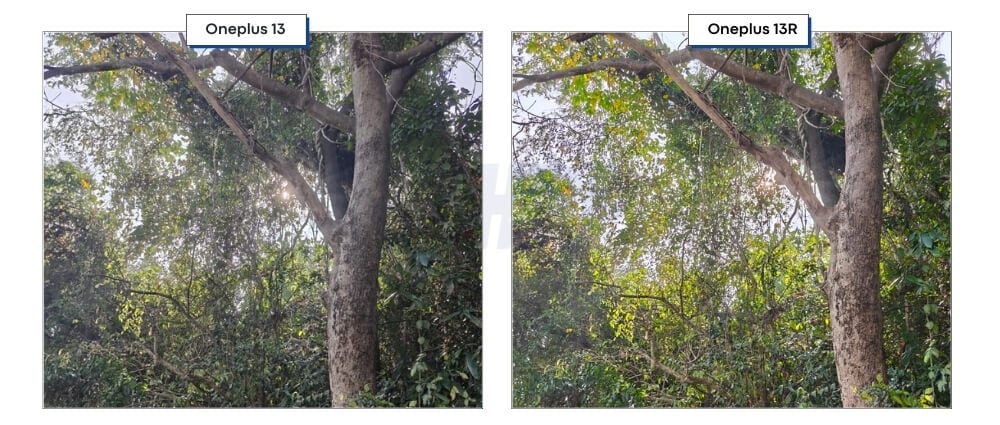 oneplus 13 vs oneplus 13r dynamic range