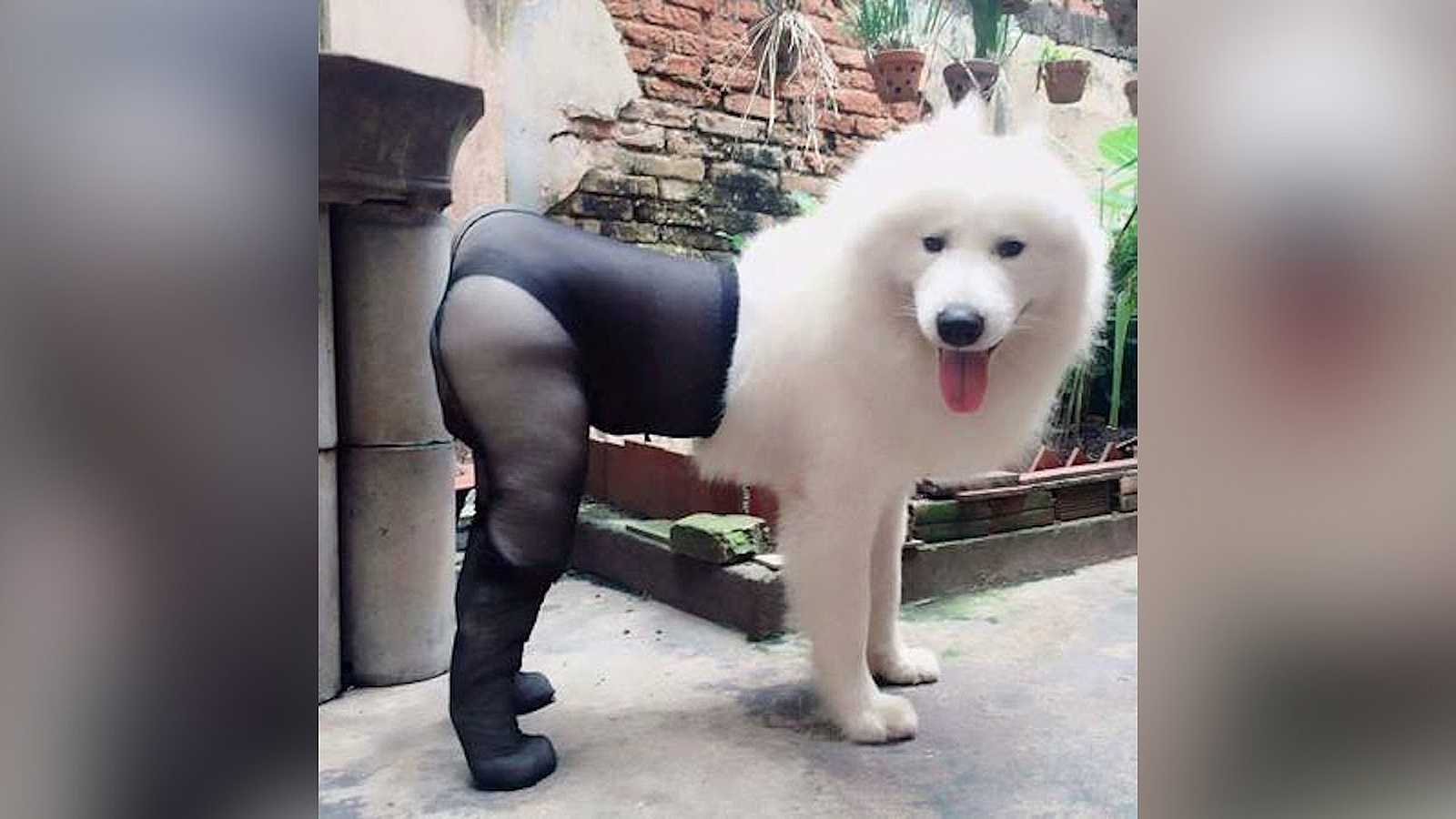 un perro con medias