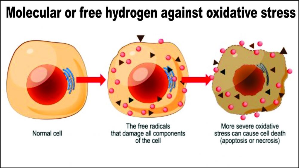 Hydrogène moléculaire ou libre contre le stress oxydatif